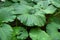 Petasites japonicus, also known as butterbur, giant butterbur, great butterbur and sweet-coltsfoot, herbaceous perennial plant in