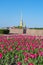 Peter and Paul Cathedral and spring tulips, St. Petersburg, Russia