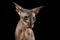 Peterbald cat on isolated black background