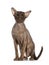 Peterbald cat on white background