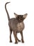 Peterbald cat on white background