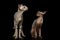 Peterbald cats on isolated black background