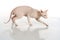Peterbald hairless cat isolated