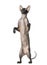 Peterbald on hind legs, naked cat, isolated