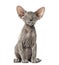 Peterbald kitten, cat, 3 months old, sitting, isolated