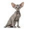 Peterbald kitten, cat, 3 mouth old, sitting,