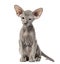 Peterbald kitten, cat, 3 mouth old, sitting, isolated