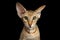 Peterbald kitten on isolated black background