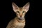 Peterbald kitten on isolated black background