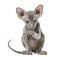 Peterbald kitten looking at the camera, cat, sitting