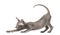 Peterbald kitten stretching in a funny position, yoga cat, 3 mouth old