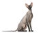 Peterbald, naked cat, isolated