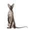 Peterbald, naked cat, sitting and looking at the camera
