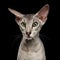 Peterbald Sphynx Cat on Black background