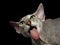 Peterbald Sphynx Cat on Black background