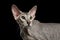 Peterbald Sphynx Cat on Black background