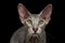 Peterbald Sphynx Cat on Black background