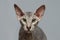 Peterbald Sphynx Cat on Black background