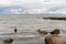 Petergof, Russia, July 2019. A duck and a seagull on the shore of the bay adorn the seascape.