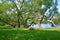 PETERHOF, RUSSIA. Old sprawling willows grow on the bank of Holguin of a pond