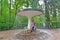 PETERHOF, RUSSIA. The Umbrella fountain cracker in Nizhny park