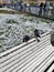 Petersburg, Russia, December 2019. Pigeons on a white bench in the city center.