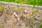 Petioles after harvesting asparagus close-up in the vegetable garden. plantation with growing asparagus in home garden