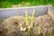 Petioles after harvesting asparagus close-up in the vegetable garden. plantation with growing asparagus in home garden