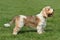 Petit Basset Griffon on the green grass