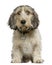 Petit Basset Griffon Vendeen, 7 months old,