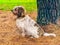 Petit Basset Griffon Vendeen sitting outdoors