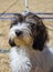 Petit Basset Griffon VendÃ©en at a dog show