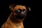 Petit brabanson dog on isolated black background