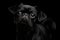 Petit brabanson dog on isolated black background
