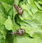 Petit-gris snail (helix aspersa) on a lettuce leaf