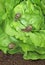 Petit-gris snail (helix aspersa) on a lettuce leaf