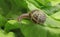 Petit-gris snail (helix aspersa) on a lettuce leaf