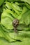 Petit-gris snail (helix aspersa) on a lettuce leaf