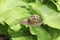 Petit-gris snail (helix aspersa) on a lettuce leaf