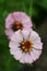 These petite blushing zinnia blooms reveal complex structure