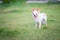 Petite Chihuahua white dog happily grass green