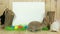 Petite easter rabbits crawling on green floor, white background for letters, free space for drawing