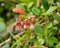 Petite lingonberry flowers growing in the wild forest