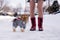 Petite orange sable Pomeranian dog dressed in plush grey suit seen standing in street