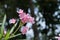 Petite Pink Oleander