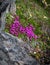 Petite Pink Wildflowers