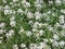 Petite snow white flowers of Lobularia maritima Alyssum maritimum, sweet alyssum or sweet alison, also alyssum genus Alyssum is a