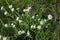 Petite snow white flowers of Lobularia maritima Alyssum maritimum, sweet alyssum or sweet alison, also alyssum genus Alyssum is