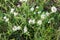 Petite snow white flowers of Lobularia maritima Alyssum maritimum, sweet alyssum or sweet alison, also alyssum genus Alyssum is