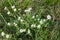 Petite snow white flowers of Lobularia maritima Alyssum maritimum, sweet alyssum or sweet alison, also alyssum genus Alyssum is